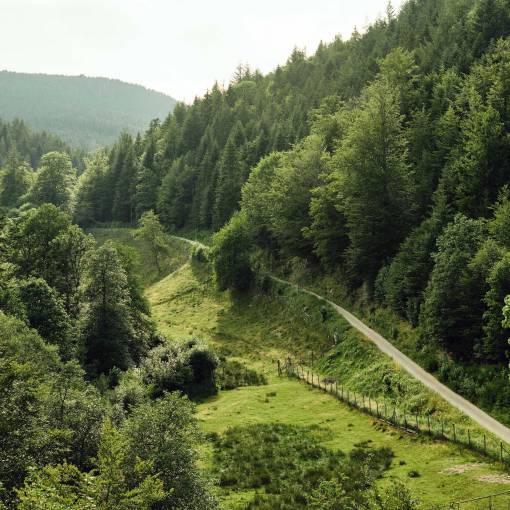 Panoramablick Schwarzwald im Sommer